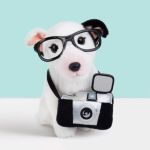 Studio Pets Плюшено куче Бултериер с куфарче и паспорт, Чарли 23 см - Image 2