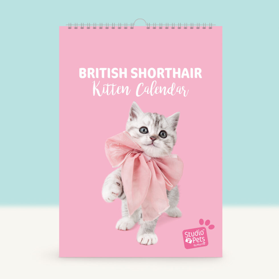 kalendar-planer-s-britansko-kote-bella-studio-pets-6734-1 Studio Pets Календар-планер с Британски котенца, Белла 1