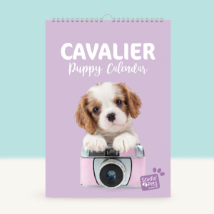 Studio Pets Календар-планер с кученца, Кавалер Кингс Чарлз шпаньол 1