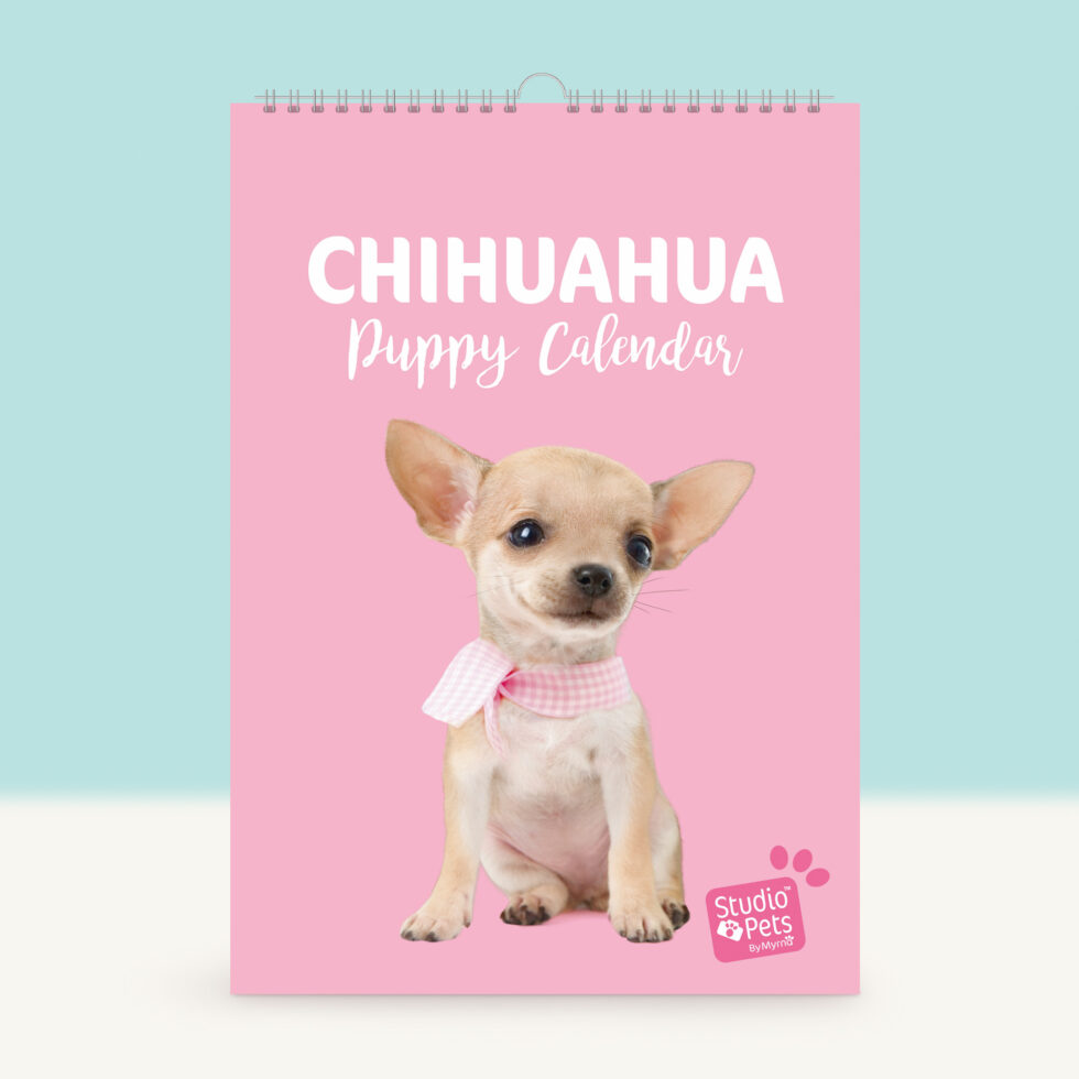 kalendar-planer-s-kuchentze-chihuahua-pinki-studio-pets-6721-1 Studio Pets Календар-планер с кученца, Чихуахуа 1